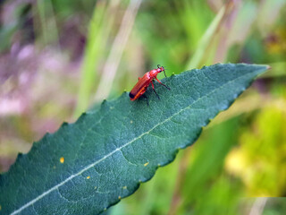 beetle on leaf summer garden