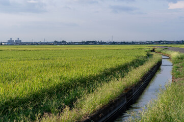 夕方の田んぼと用水路