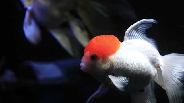 A close-up real-time video of a beautiful white Red Cap Oranda goldfish with a prominent red wen, swimming gracefully in a dark aquarium with a black background, representing a peaceful pet.
