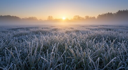 Sunrise over a frosted field, a tranquil landscape with a misty atmosphere during a cold morning