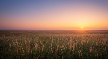 Fototapeta premium A tranquil morning scene of a sun-drenched meadow, with tall wild grasses glowing in the beautiful light of a colorful sunrise