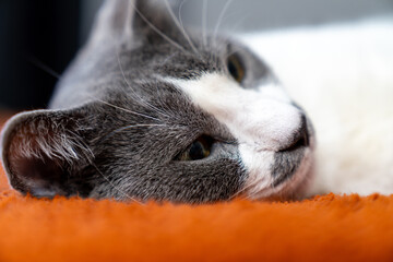 Cute gray white cat on orange plaid. Pet warms under a blanket in cold winter weather. a gray and white cat sleeping under a blanket. Pets friendly and care concept. domestic cat on sofa
