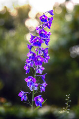lilac flowers on a blurred background