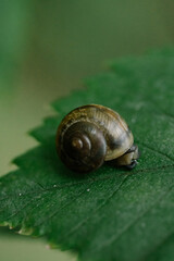 snail on a leaf