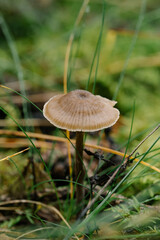 Close up mushroom in the forest