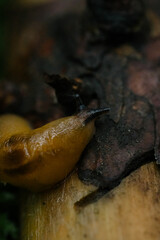 Forest close up snail on the tree