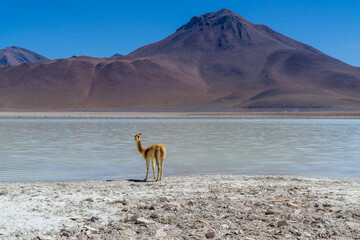 Vicuña drinking water at Laguna Verde, in the Eduardo Avaroa Andean Fauna National Reserve, Bolivia.