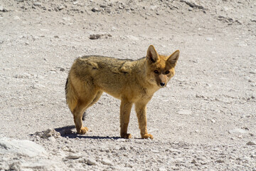 Wild Andean wolf photographed near the border between Chile and Bolivia.