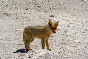 Wild Andean wolf photographed near the border between Chile and Bolivia.