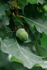 Close up green acorn on oak leaf © Viktorija