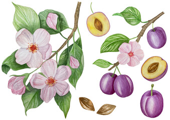 Branch with plums, set of purple berries on isolated white background, botanical illustration hand drawn watercolor, ripe fruit