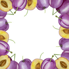 Branch with plums, set of purple berries on isolated white background, botanical illustration hand drawn watercolor, ripe fruit