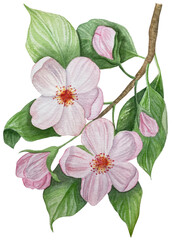 Branch with plums, set of purple berries on isolated white background, botanical illustration hand drawn watercolor, ripe fruit