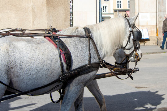 Touristic Horse-Drawn Carriage in Salzburg - Austria