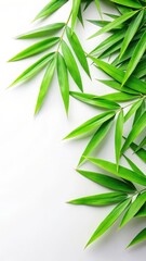 green bamboo leaves on white background