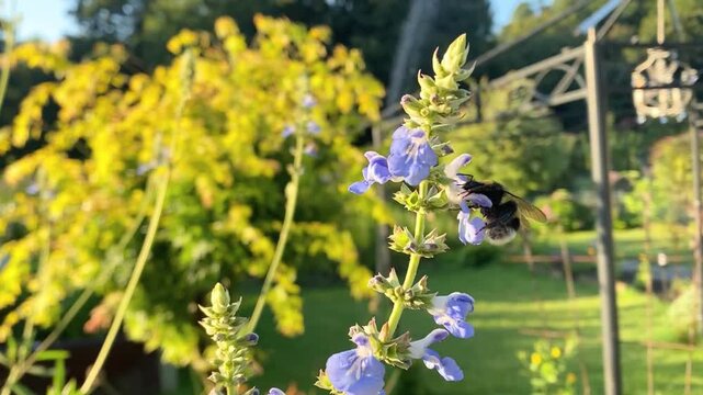 Hummel die auf lila Bl&uuml;ten krabbelt