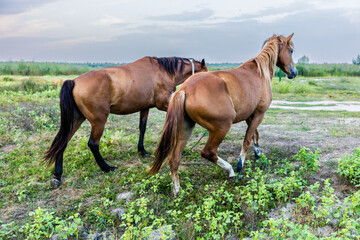 Obraz premium Picturesque village of Văleni in southern Moldova captured in vibrant colors, showcasing traditional houses, rolling hills, and scenic rural landscapes of Eastern Europe.