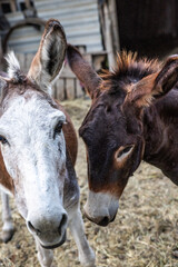 Picturesque village of Văleni in southern Moldova captured in vibrant colors, showcasing traditional houses, rolling hills, and scenic rural landscapes of Eastern Europe.