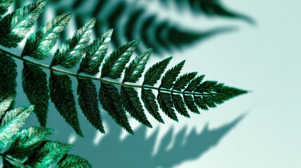 Green fern leaf close-up on light turquoise background