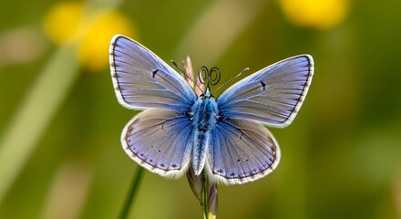 Beautiful Blue Butterfly Perched on a Delicate Flower Stem in a Sunny Meadow.