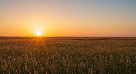 Golden Hour Over a Grassy Meadow A Serene Sunset Scene