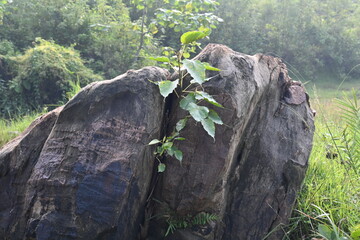 Ficus religiosa plant growing in the rock crack. Its seeds germinate in the crack of the rocks and slowly cover the whole rocks. Its other name bodhi tree, pippala tree, peepul tree or ashwattha.
