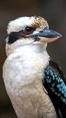 Close-up portrait of a Kookaburra