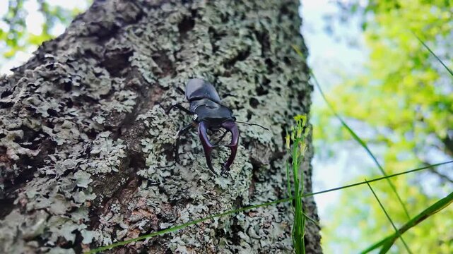 Lucanus cervus stag beetle perched on Lichenes, showcasing vibrant colors, embodying natural beauty found in rich forest ecosystems and biodiversity