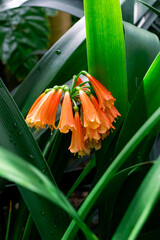 Orange color Clivia nobilis, the green tip forest lily trumpet shaped flowers on lush background closeup