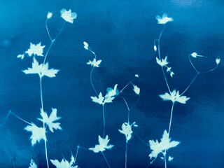 Small flowers in blue print background. Cyanotype illustration