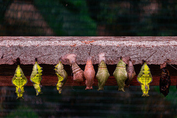 Pupa cocoons, third life stage of insects from Holometabola clade hanging to continue growth