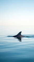 Fototapeta premium A serene view of a dolphin swimming in the blue water of the ocean with the fin above the surface in soft light, a calm seascape with a marine mammal on a clear day .