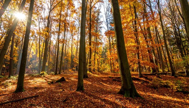 Sunny autumn forest with vibrant foliage