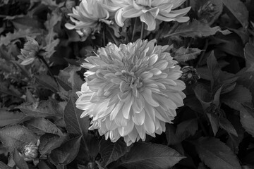 Dahlia bushy flower closeup at lush background garden in black and white