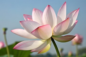 pink lotus flower