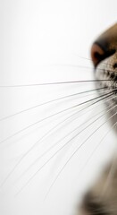 Macro shot of a feline muzzle with long whiskers that extend to the left side on a white background, creating a captivating and minimalist composition