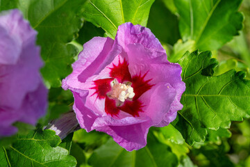 Top view of a pink rose mallow flower (Hibiscus syriacus)