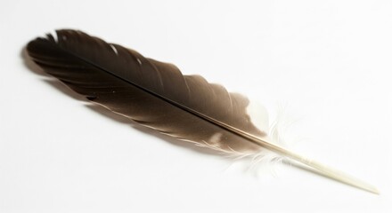 A close-up studio shot of a graceful brown feather resting on a pristine white surface, showcasing its intricate details and delicate texture with soft lighting and gentle shadows .