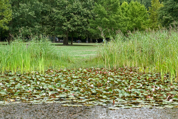 nenuphar, Typha latifolia, massette, Domaine départemental des Marmousets, Massif de l'Arc Boisé,...