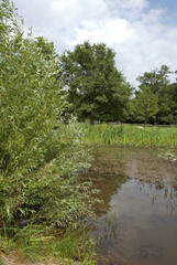 nenuphar, Typha latifolia, massette, Domaine départemental des Marmousets, Massif de l'Arc Boisé, La Queue en Brie, 94, Val de Marne, France