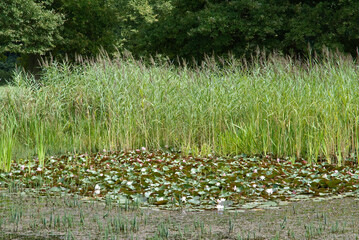 nenuphar, Typha latifolia, massette, Domaine départemental des Marmousets, Massif de l'Arc Boisé, La Queue en Brie, 94, Val de Marne, France