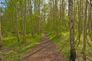 Obraz premium hiking trail thorugh a green spring forest in Oude Lannden nature reserve, Ekeren, Flanders, Belgium