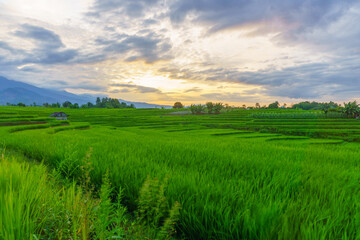Beautiful morning view indonesia, Panorama Landscape paddy fields with beauty color and sky natural light
