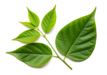 Obraz premium Sacred bel patra leaves green fresh, isolated on white