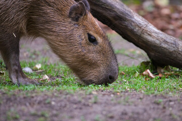 Capybara Foraging in Natural Habitat