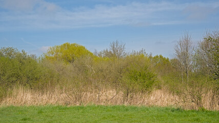 Meadow with fresh green spring trees in Oude Landen nature reserve, Ekeren, Flanders, Belgium 