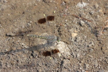 dragonfly on the ground in the wild, closeup of photo