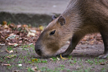 Curious Capybara Exploring Its Surroundings