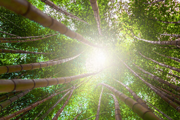 Tall bamboo stalks form dense canopy in lush forest, golden sunlight through leaves. Upward view, rays beaming from the center, peace and renewal. Vibrant green scene unfolds outdoors during daytime