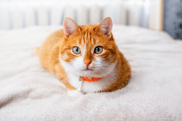Ginger tabby cat with green eyes and orange collar lies on soft white bed, looking at camera and lounges on cozy bed. Domestic curious feline gazes forward. Pet relaxation indoors during daytime